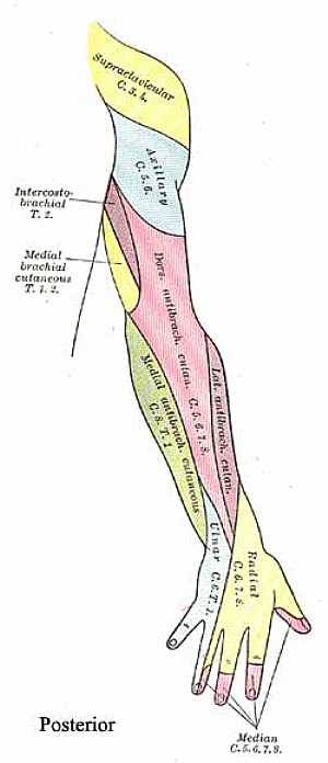 Sensory supply of the upper limb