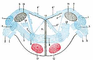 Vestibualr nerve anatomy