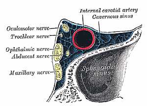Cavernous sinus anatomy