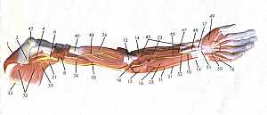 Upper limb anatomy 3