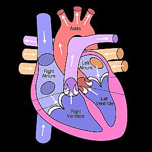 heart anatomy blood flow
