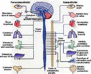 Autonomic nervous system anatomy