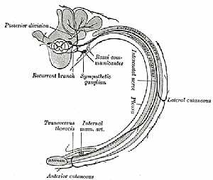 Intercostal nerves anatomy