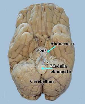 Abducent Nerve anatomy