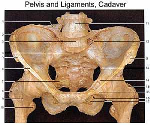 Pelvic bone and ligaments anatomy
