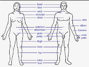 Human body features