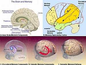 Memory centers anatomy