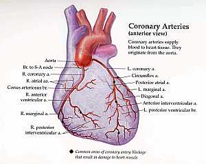 Coronary arteries anatomy