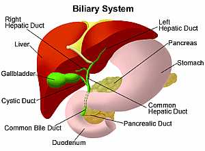 Anatomy of the liver"biliary system"