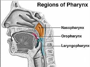 Pharynx anatomy