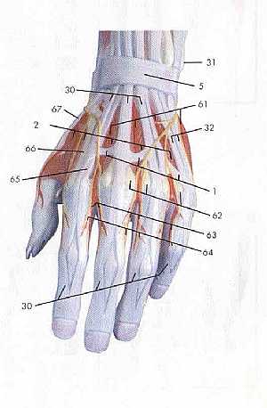 Upper limb anatomy 6