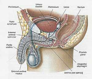 Male pelvis anatomy