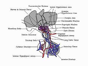 connection between hypothalamus and pituitary gland