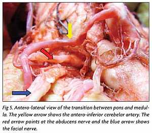 Fascial Nerve anatomy