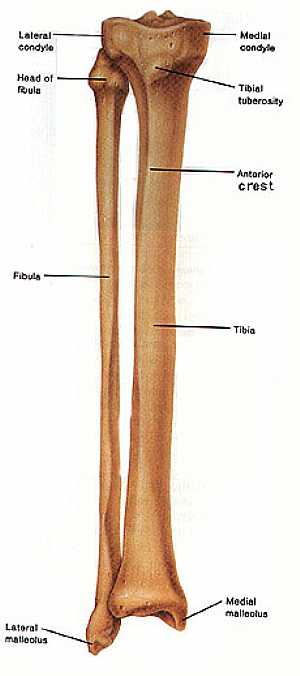 Fibula and Tibia bones anatomy