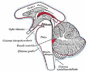 Ventricles of the C.N.S