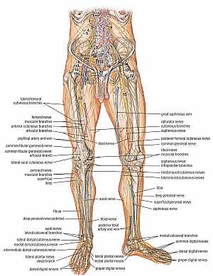 Leg nerves and vessels