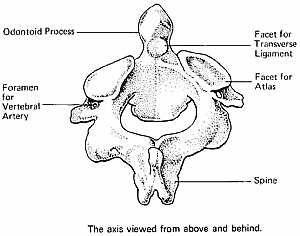 the axis vertebra