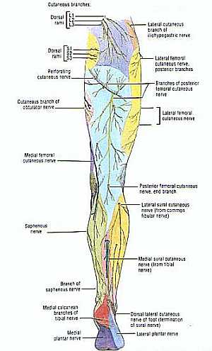 Nerves of the lower limb anatomy
