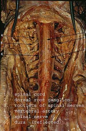 Spinal cord anatomy