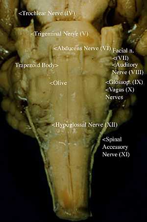 Nuclei of the cranial nerves
