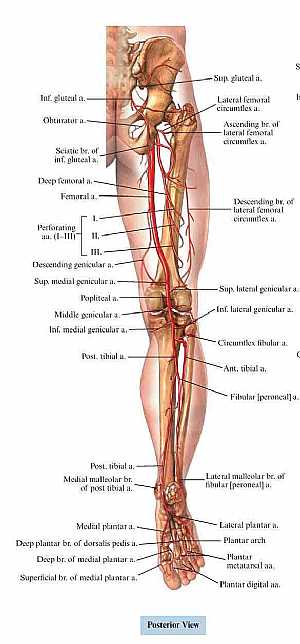 Arteries of the lower limb