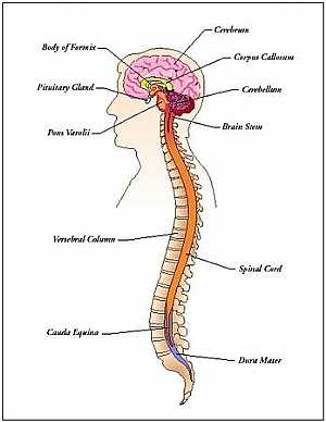 Nervous system and Special senses anatomy