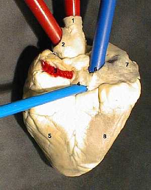 Heart anatomy and its vessels