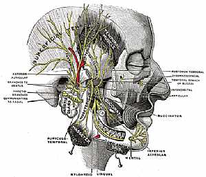 Trigeminal nerve anatomy
