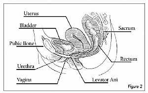 Female pelvis anatomy