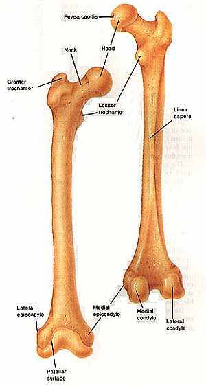 Femur bone anatomy