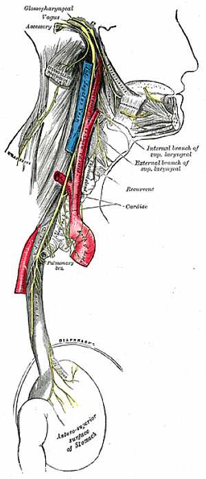 Vagus nerve anatomy