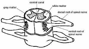 Spinal cord anatomy