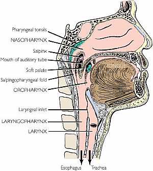 The pharynx anatomy