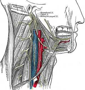 Cranial nerves X,VII and IX anatomy