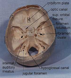 the main openings in the skull