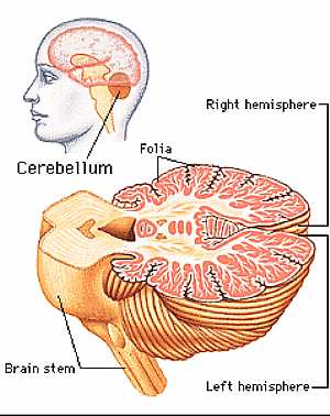 Cerebellum anatomy