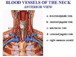 Blood supply of the neck