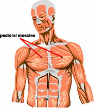 Pectoralis muscle