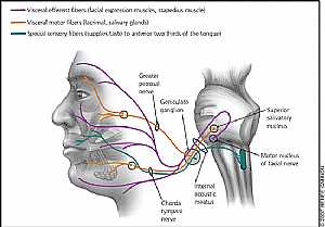 Fascial Nerve anatomy