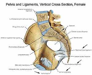 Bones and ligaments of the FEMALE Pelvis
