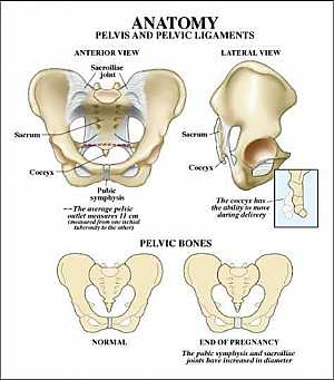 Pelvic bone anatomy