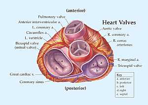 heart valve anatomy