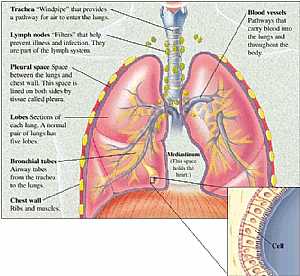 Respiratory system (chest anatomy)