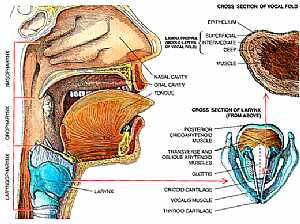 Pharynx and Larynx anatomy
