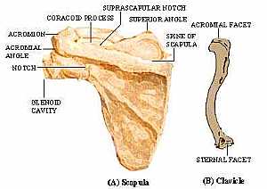 Bones of the pectoral girdle