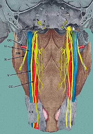 Cranial nerves anatomy
