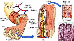 Small intestine anatomy