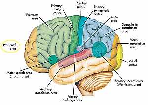 Cerebrum anatomy