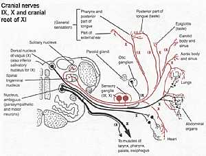 Cranial nerves IX,X,XI anatomy